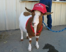 Charlie's Goats